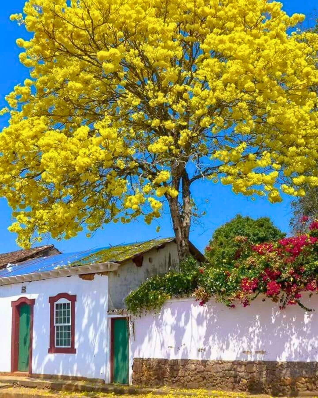 Plantas Nativas