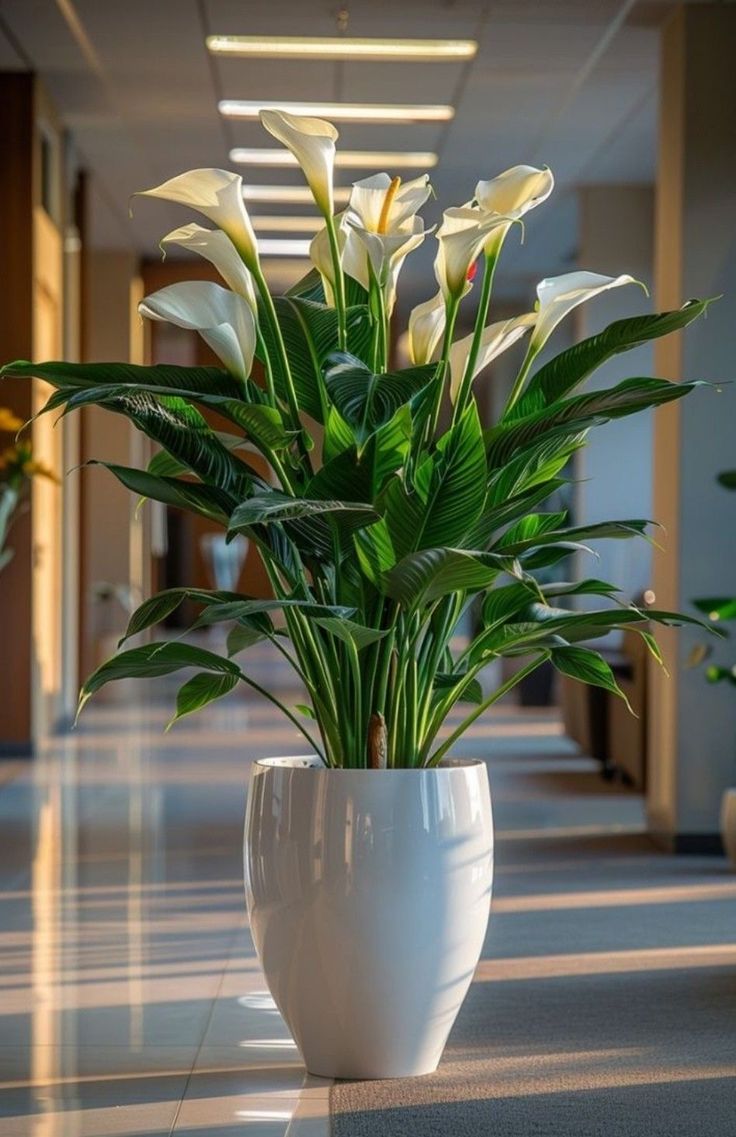 Plantas Ornamentais
