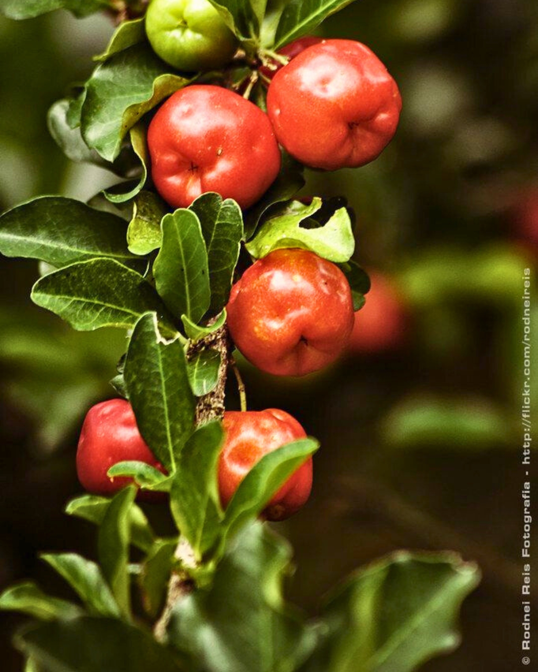 Plantas Frutíferas