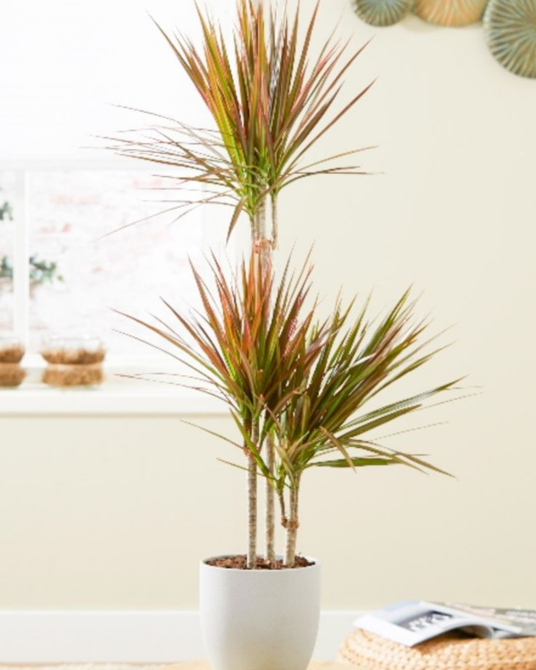 Dracaena Tricolor