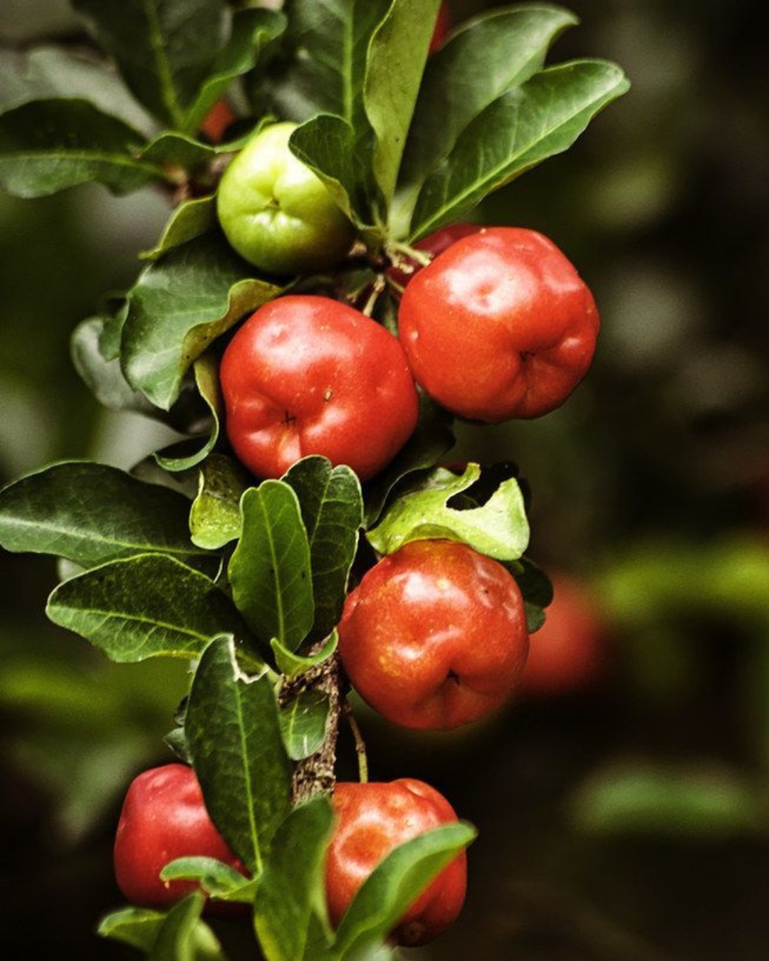 Acerola