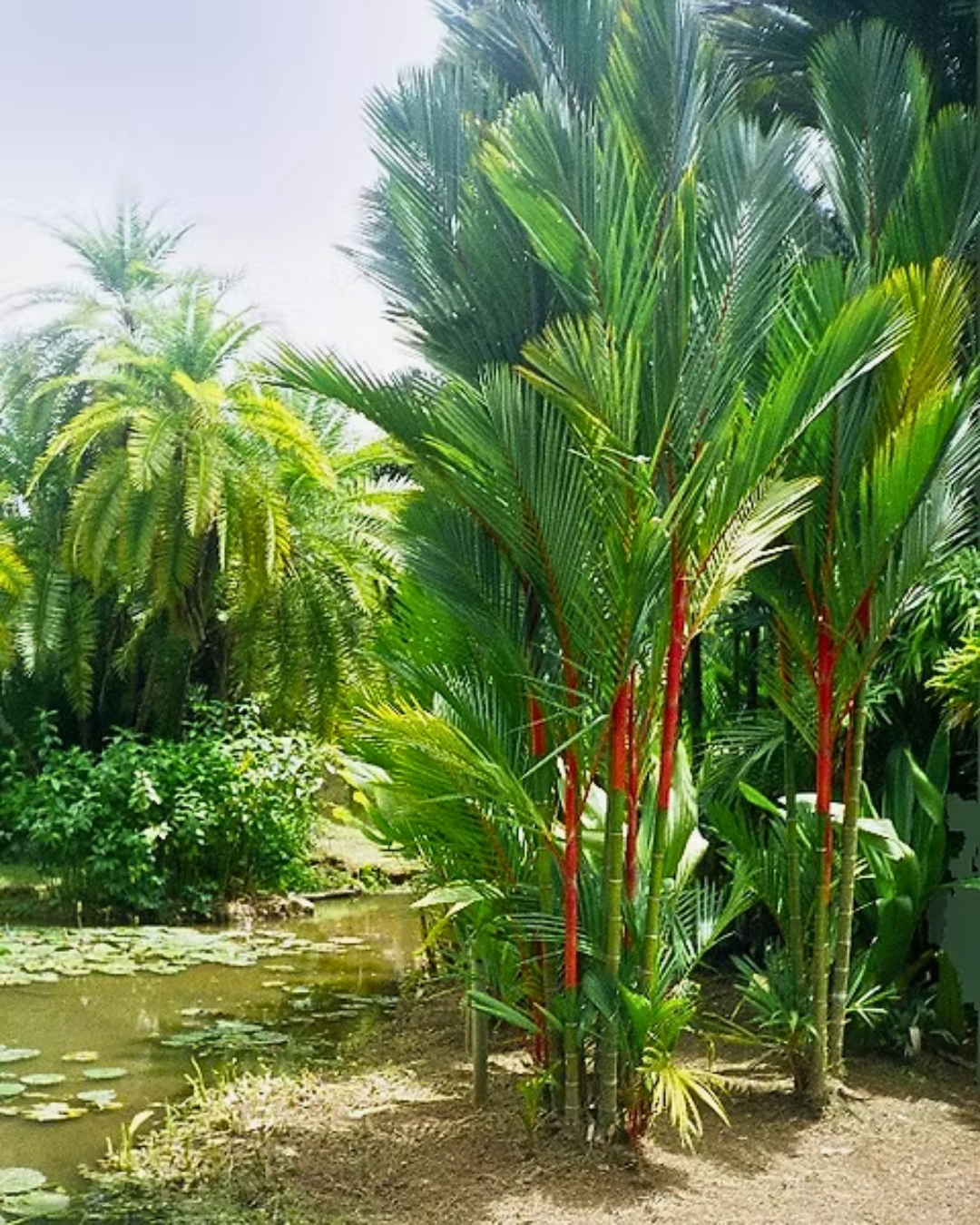 Palmeira-laca
