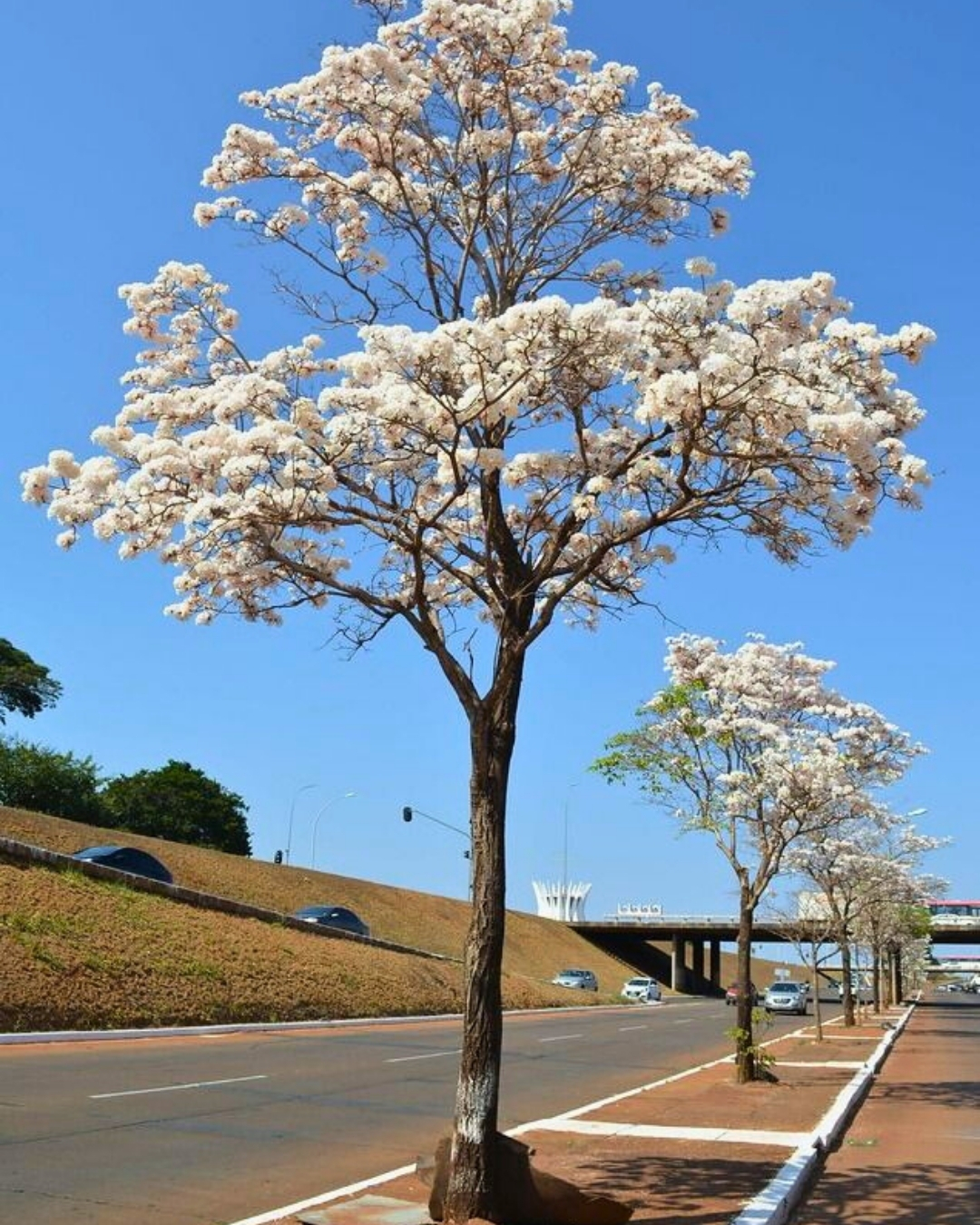 Ipê-branco