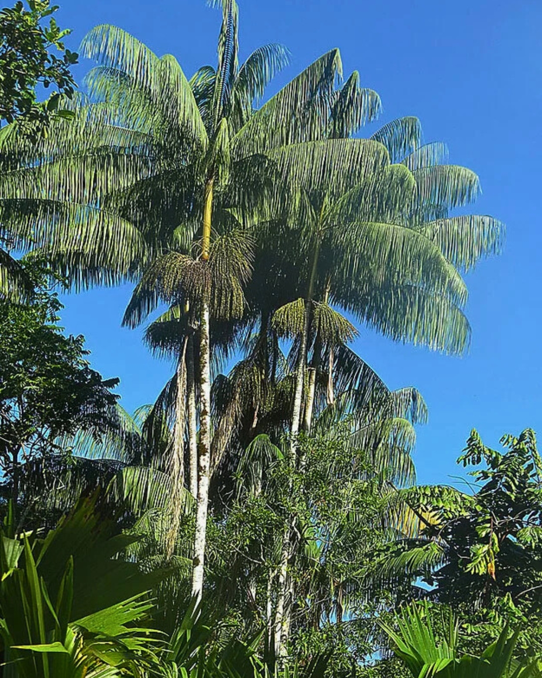 Palmeira Açaí