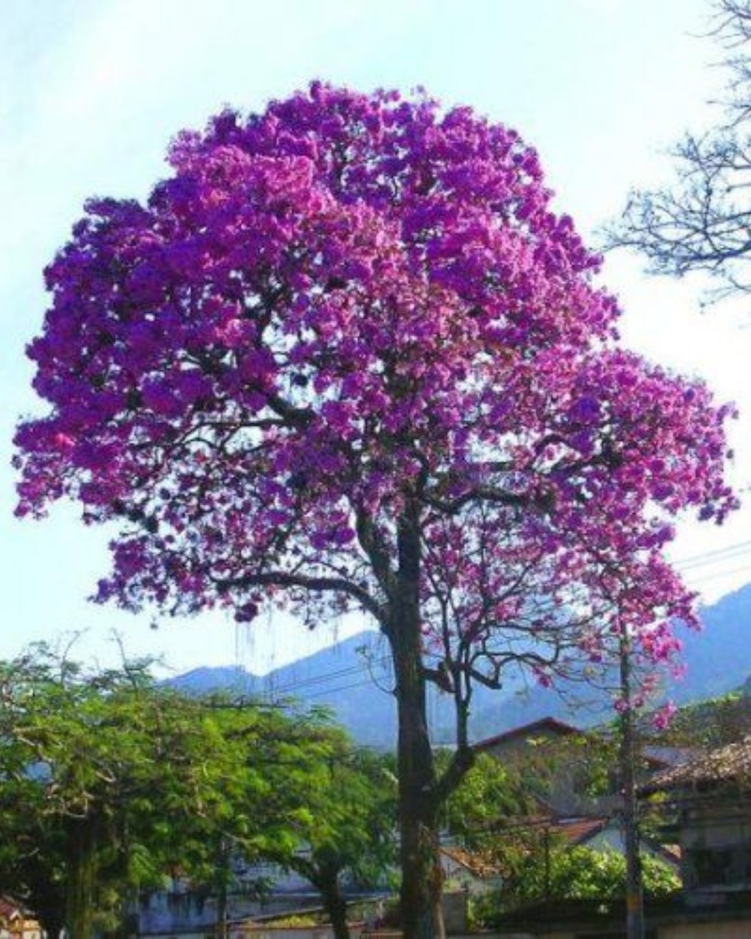 Ipê-roxo