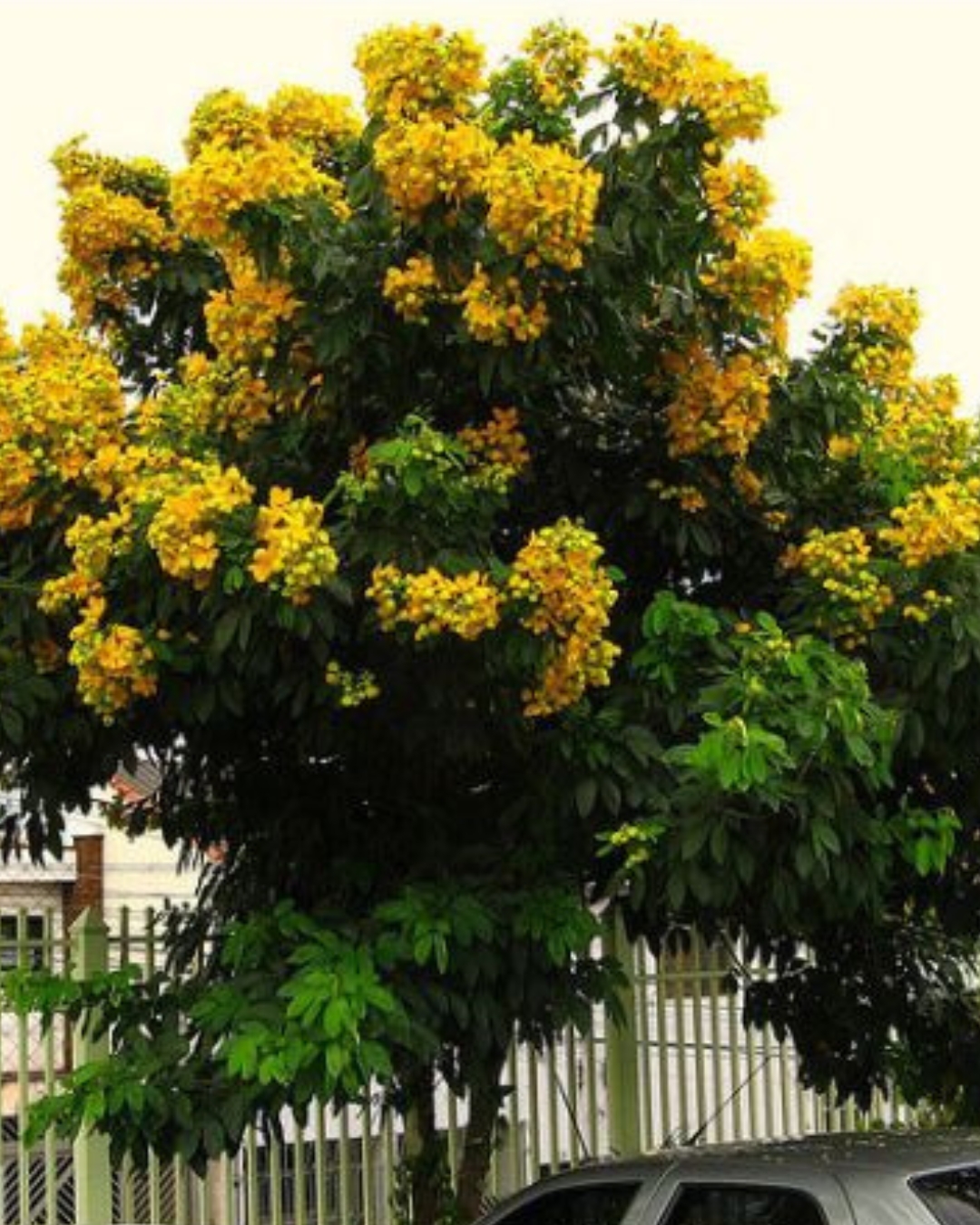 Pau-cigarra
