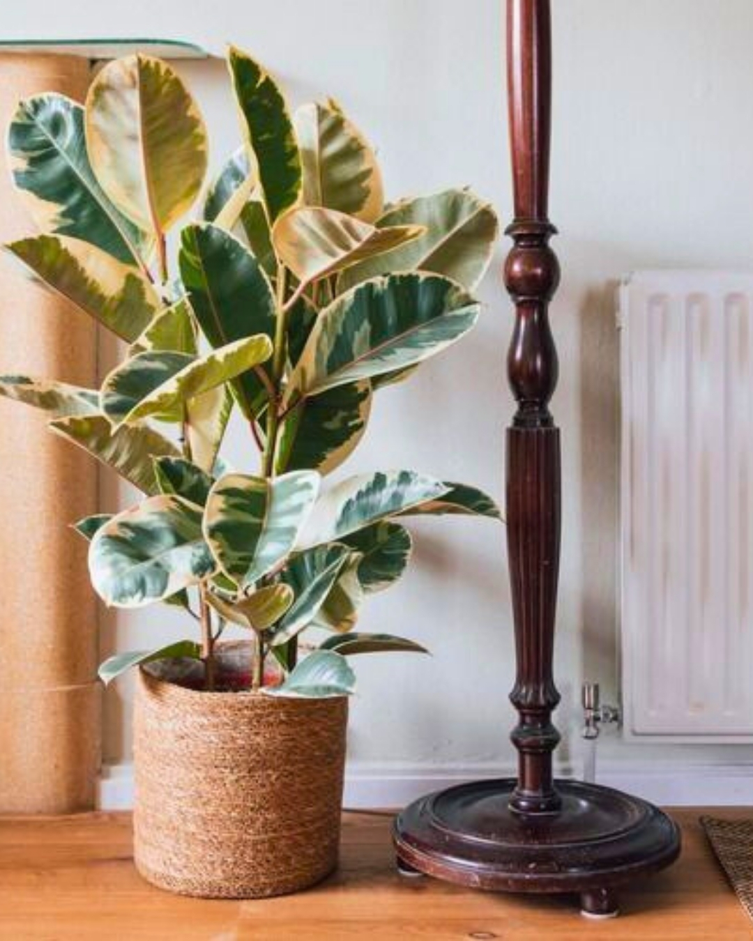Ficus-elastica 'Tineke'