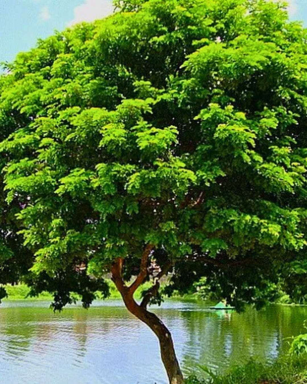 Pau-brasil