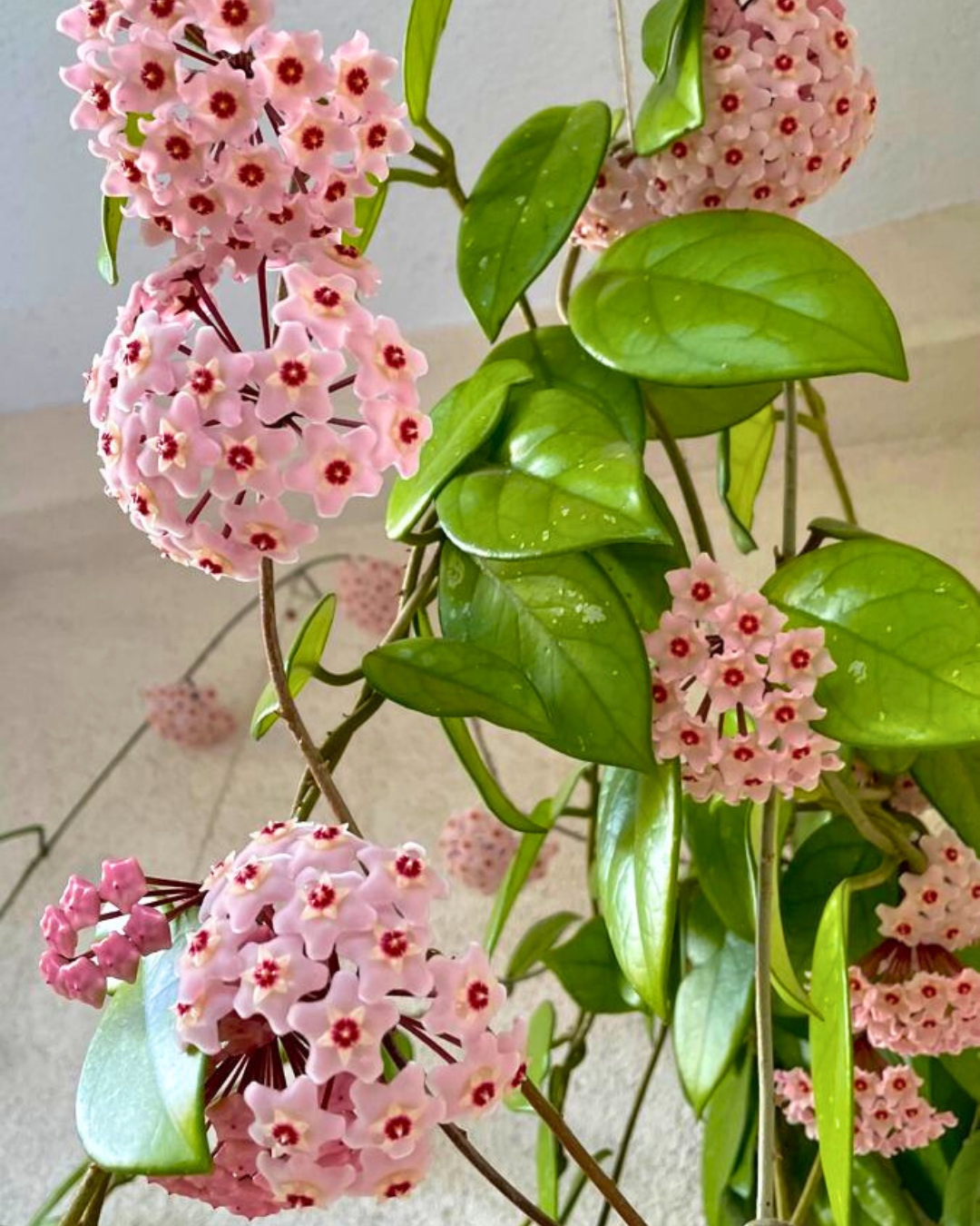 Flor-de-cera