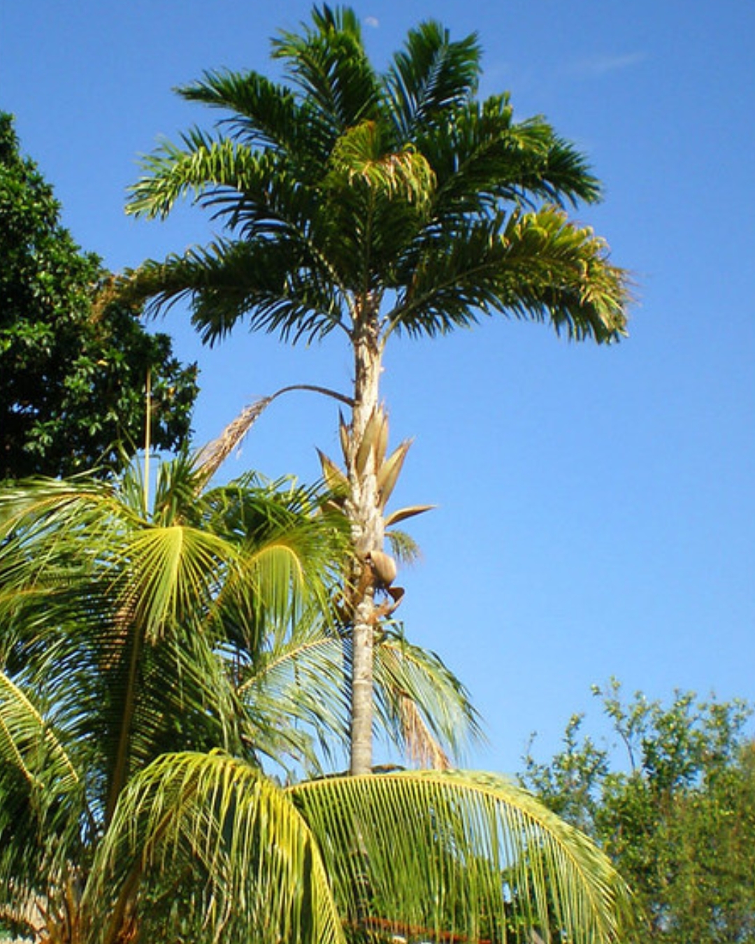 Palmeira Pupunha