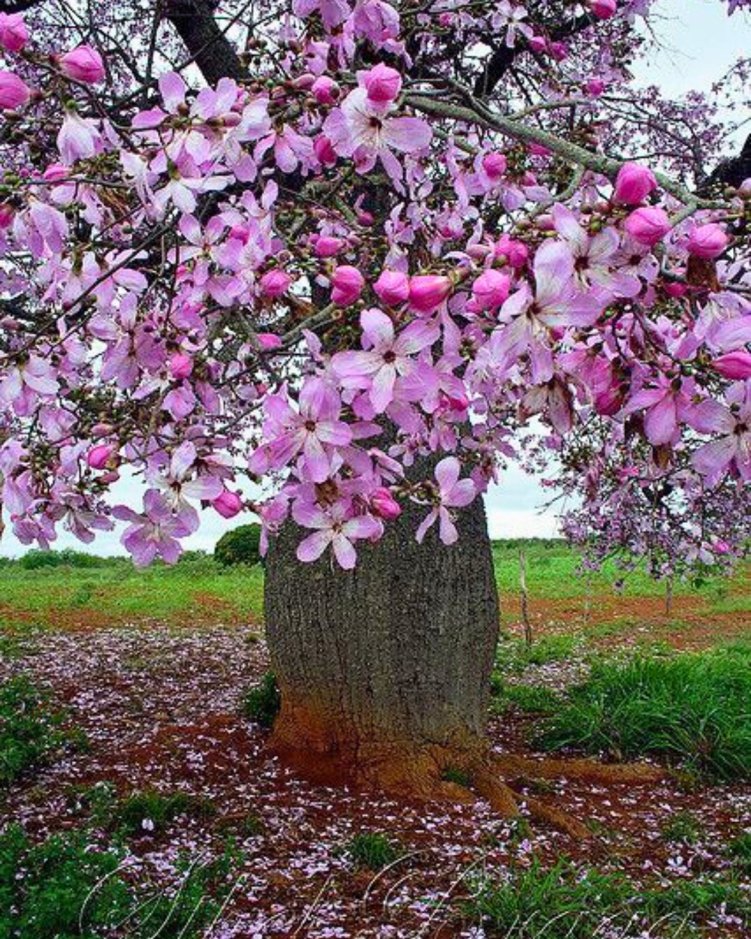 Paineira-rosa