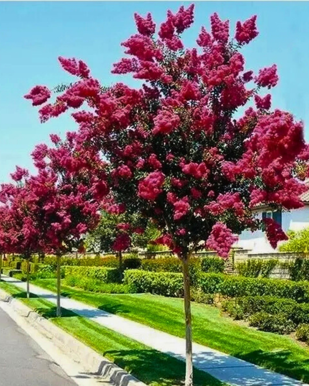 Resedá-rosa