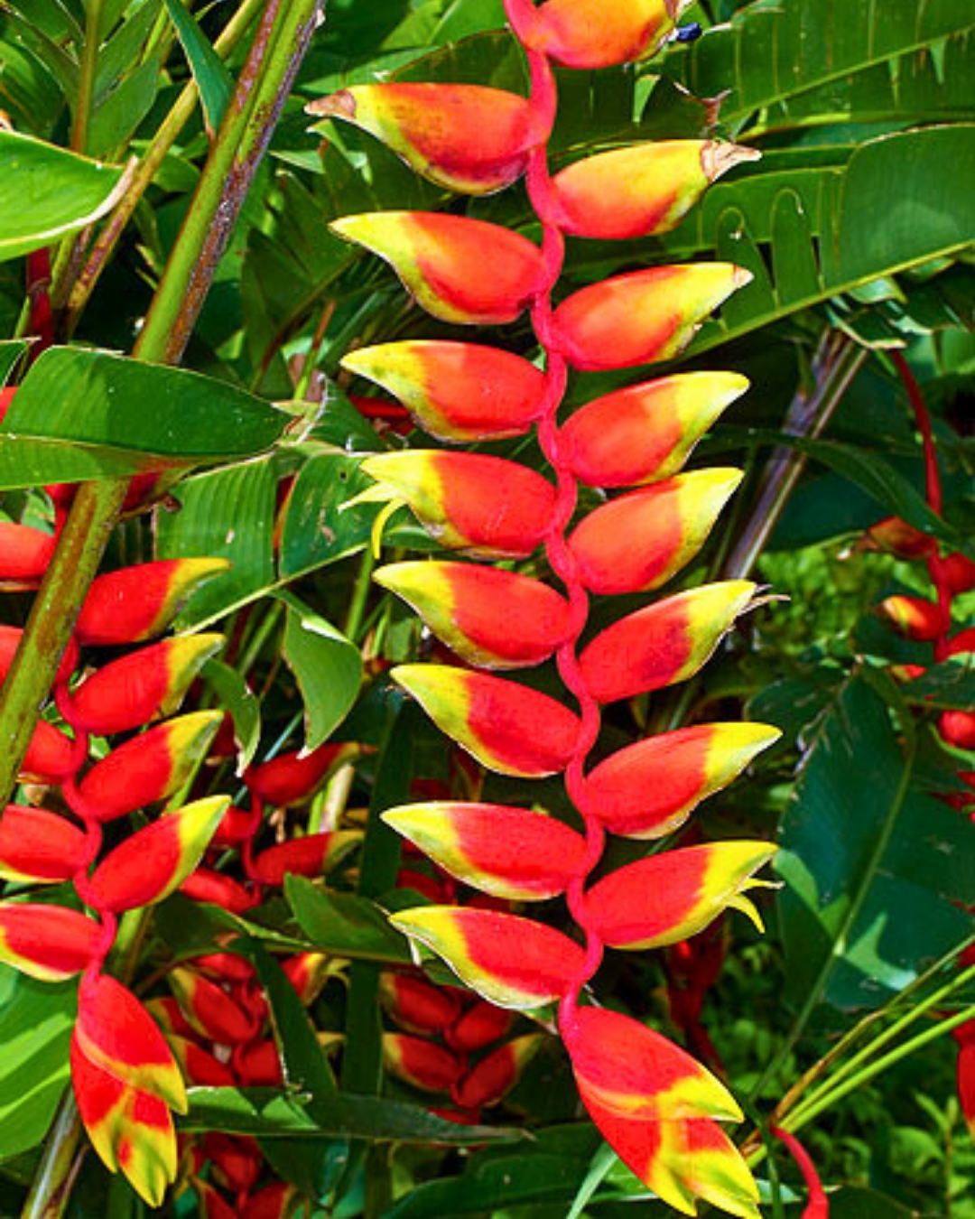 Helicônia Rostrata