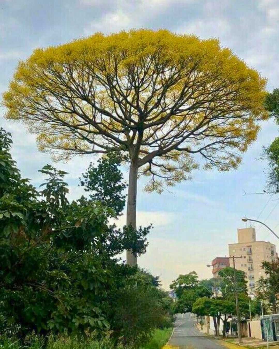 Guapuruvú