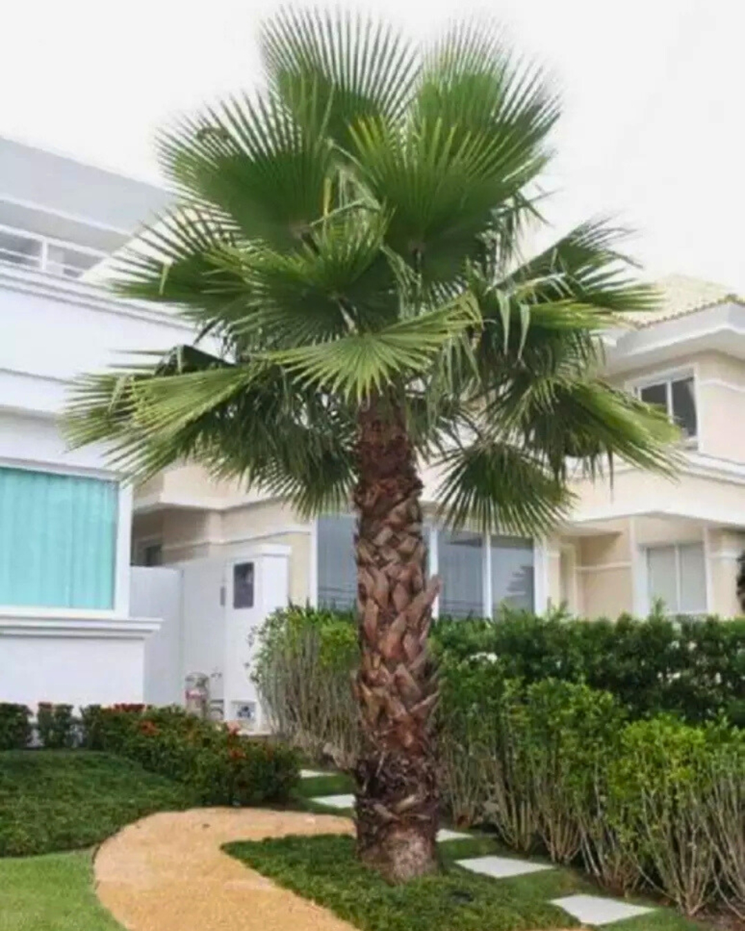 Palmeira Washingtonia