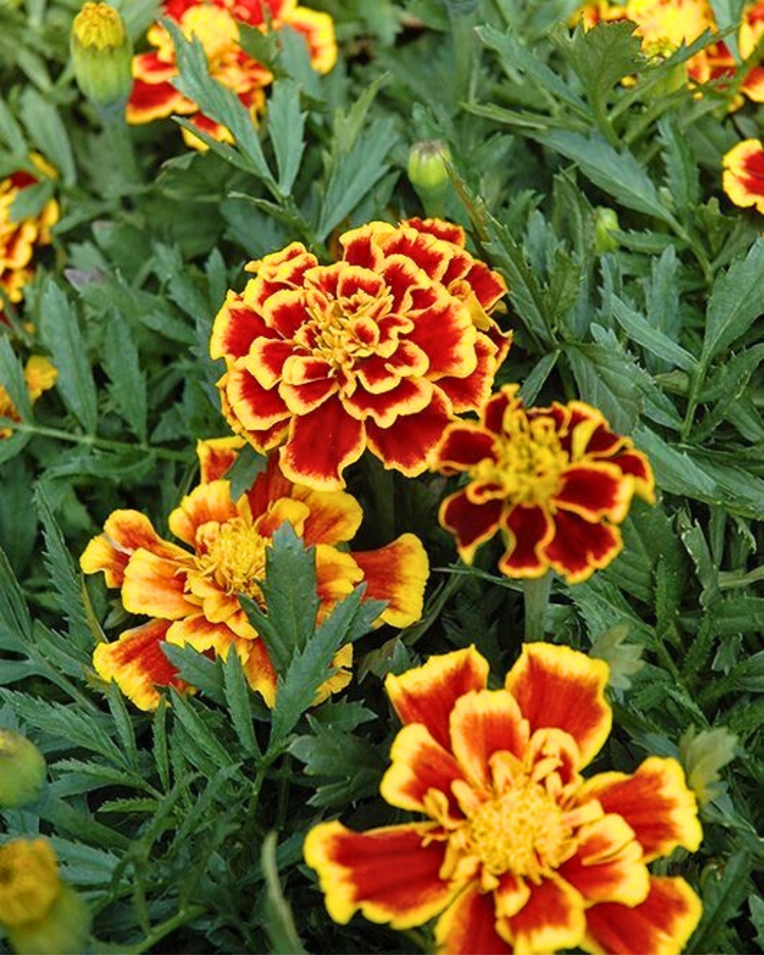 Tagetes