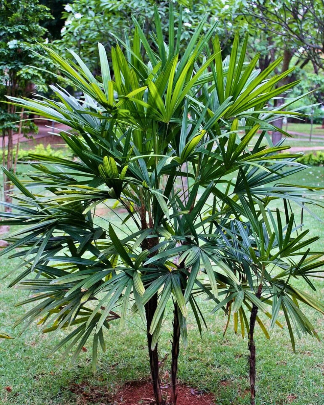 Palmeira Ráfia
