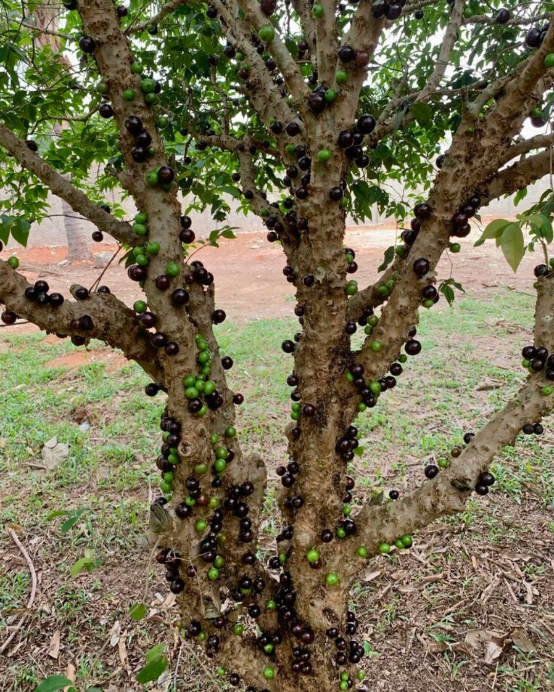 Jabuticaba Sabará