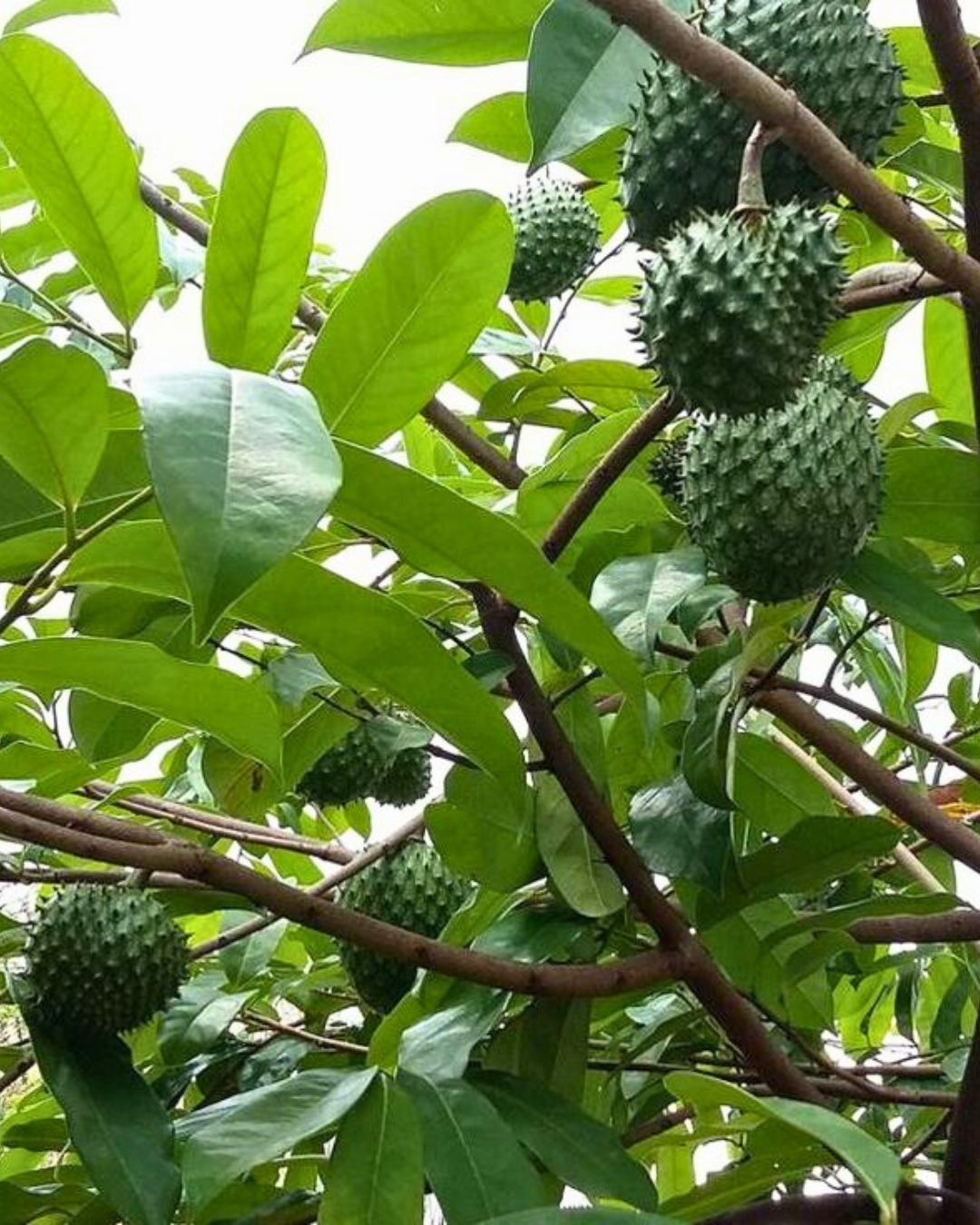 Graviola