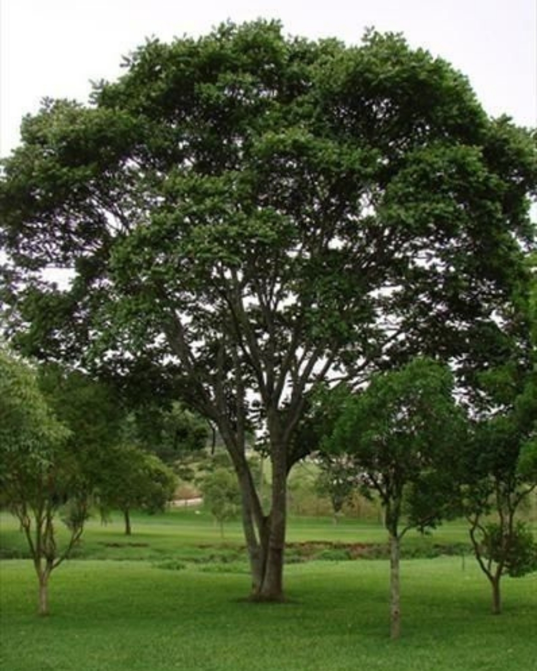 Araribá