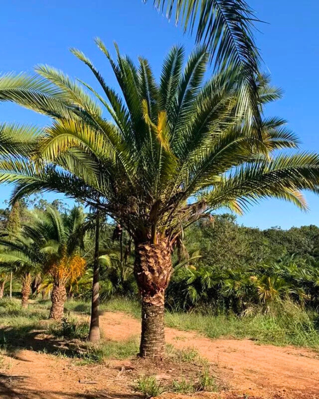 Tamareira Canariensis