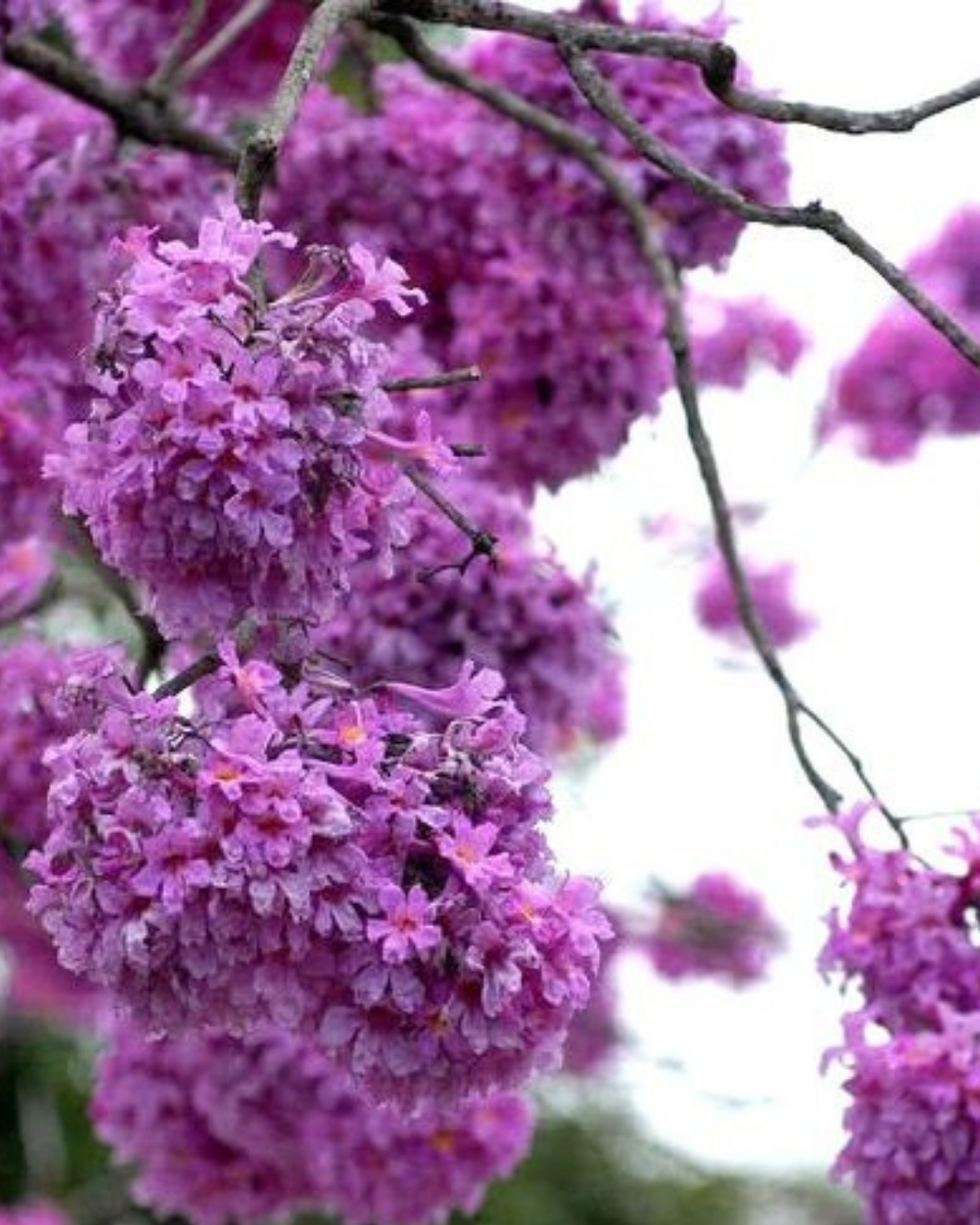 Ipê-roxo-de-bola
