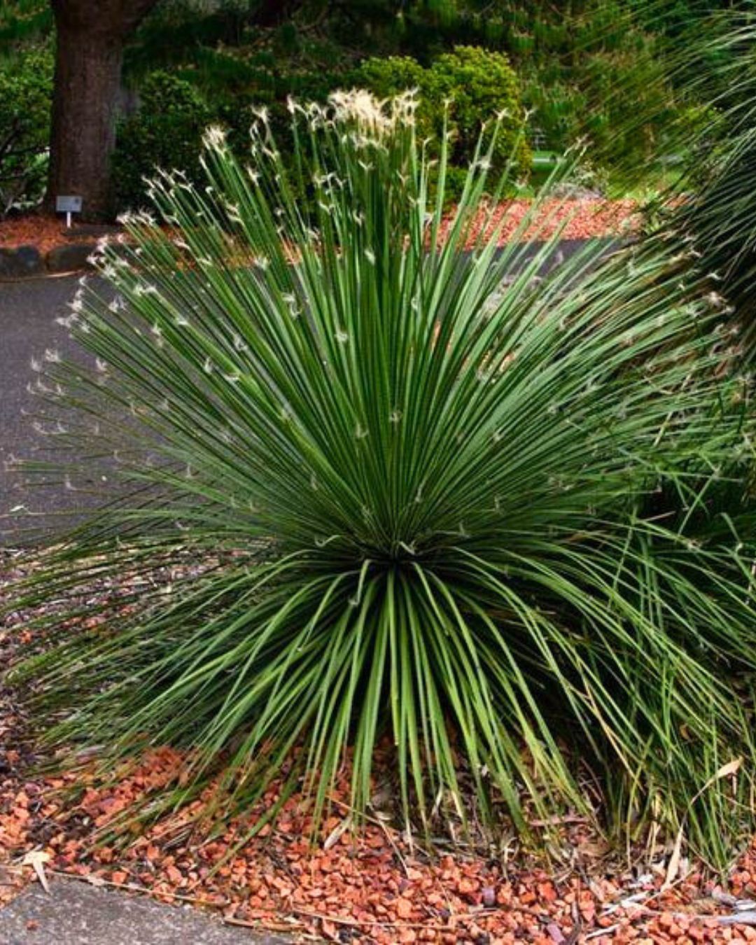 Agave-palito