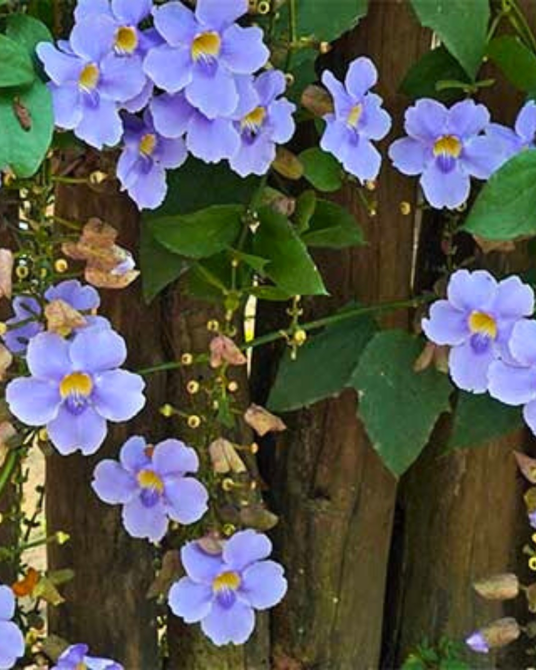 Tumbergia-azul