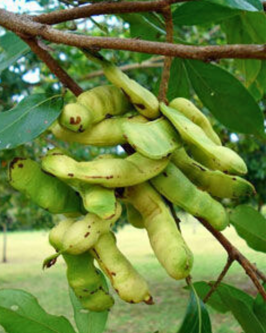 Ingá