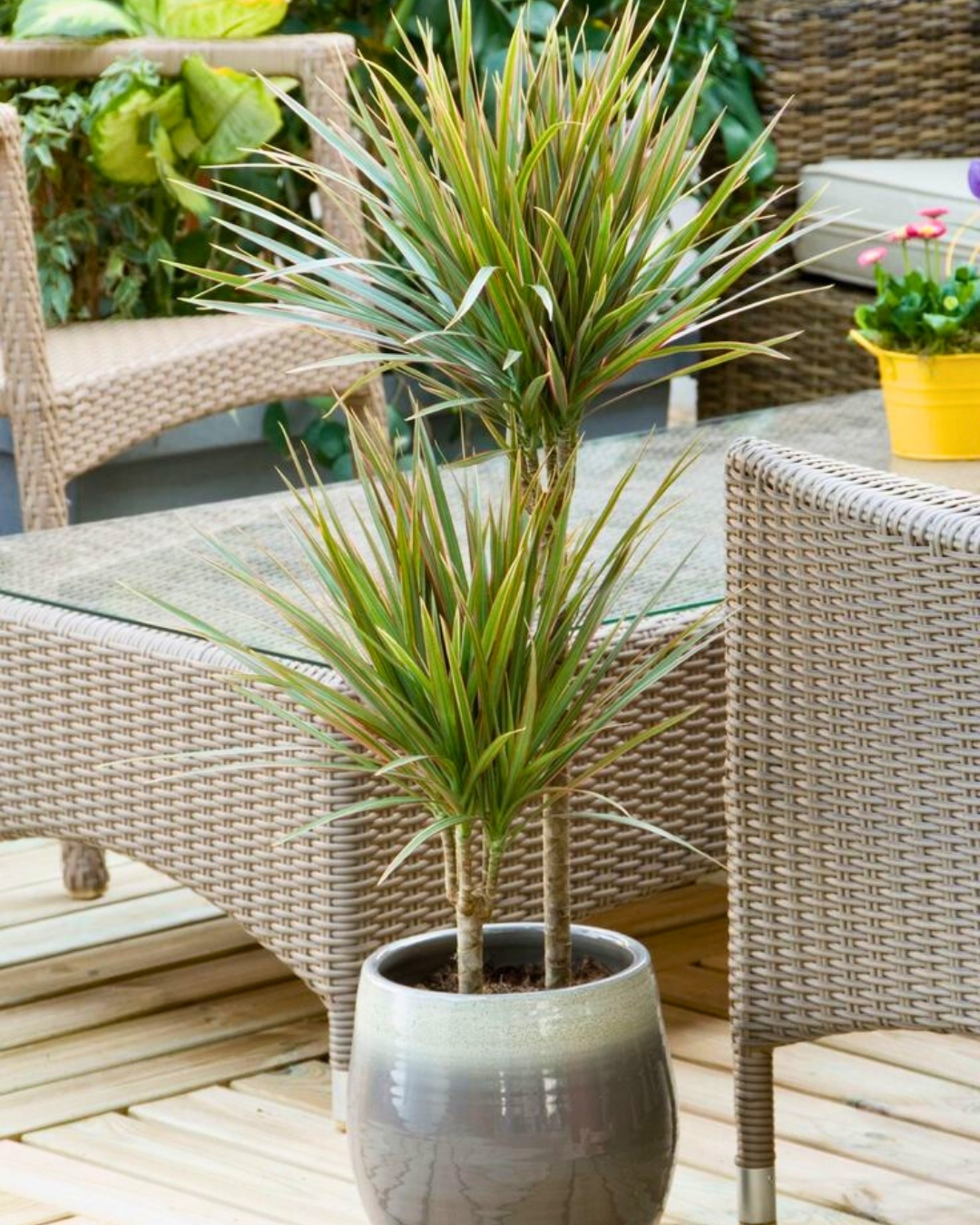 Dracaena-bicolor