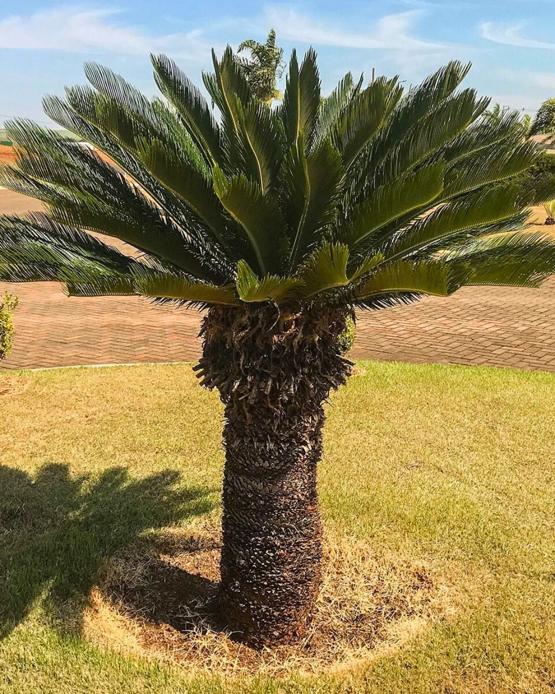 Palmeira Cyca