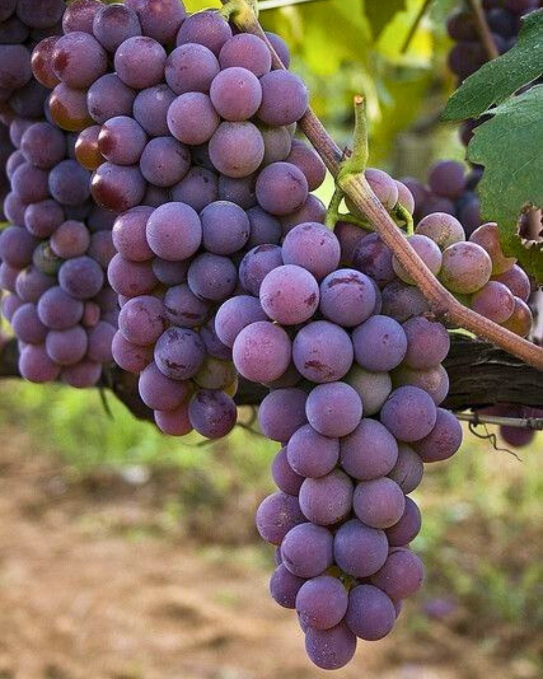 Uva Niagara Rosada