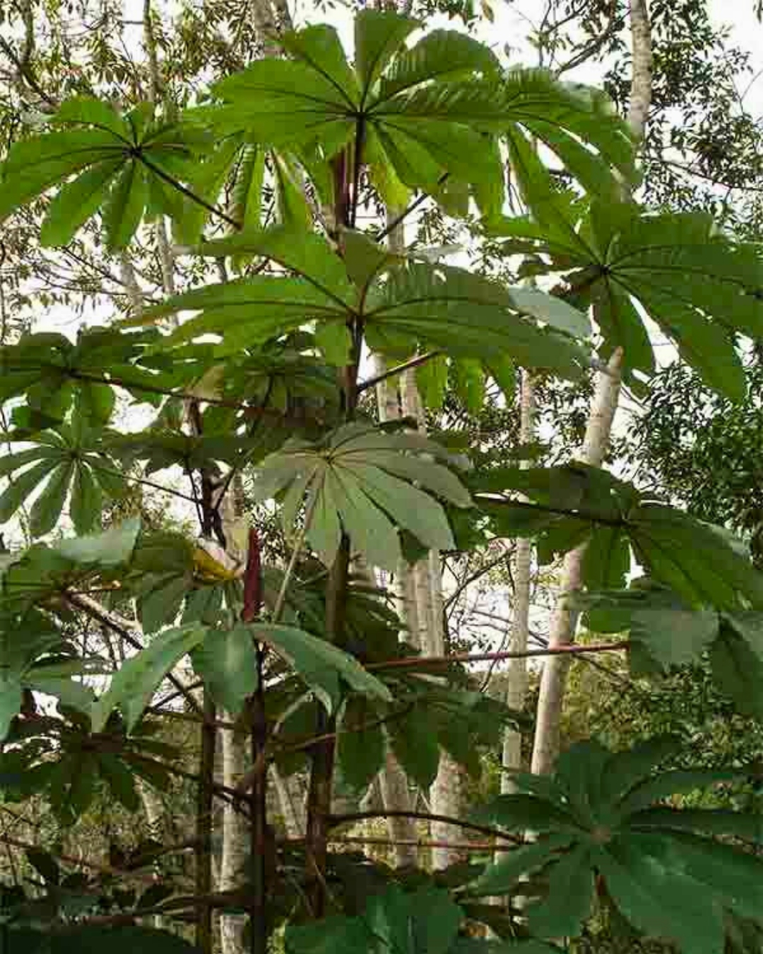 Embaúba