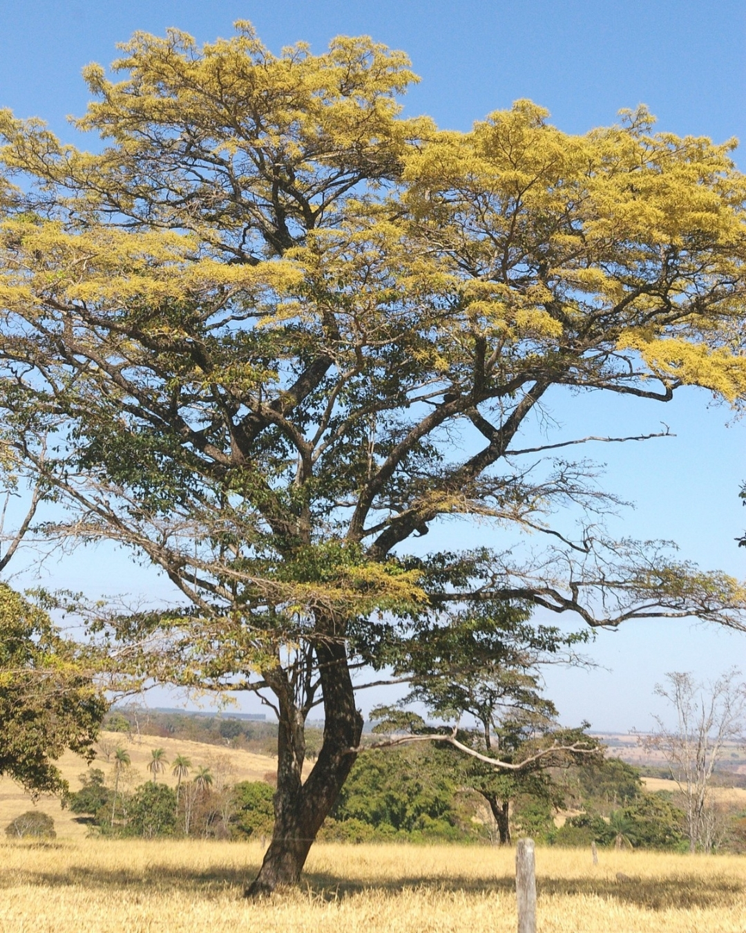 Capitão-do-campo