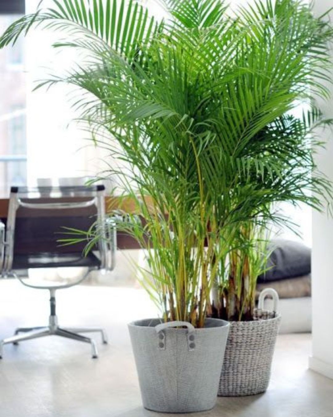 Areca-bambu
