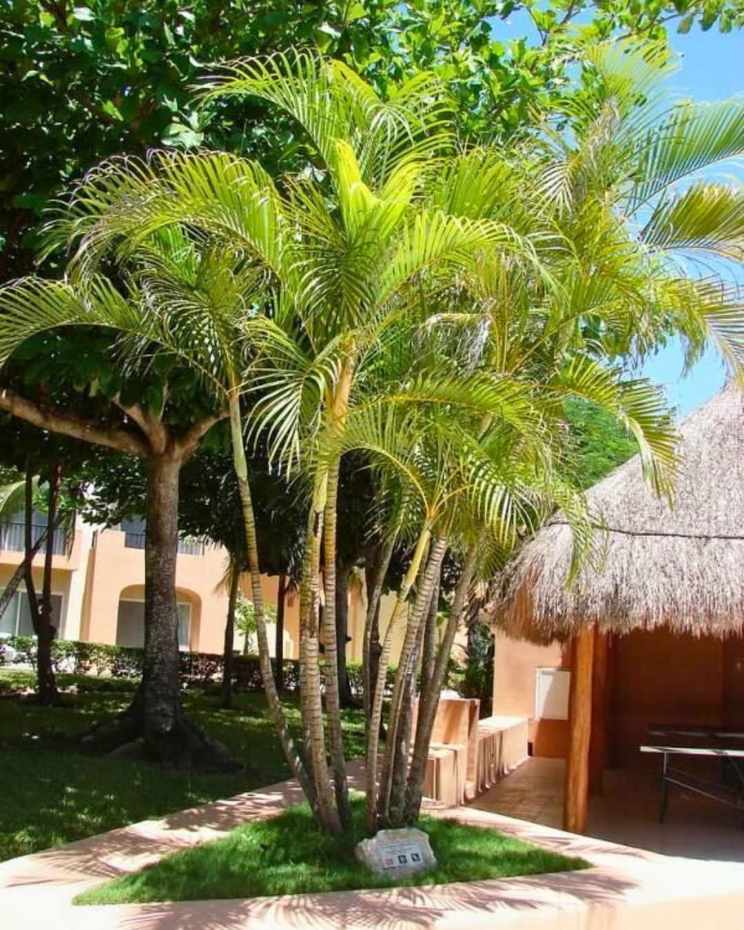 Palmeira Areca