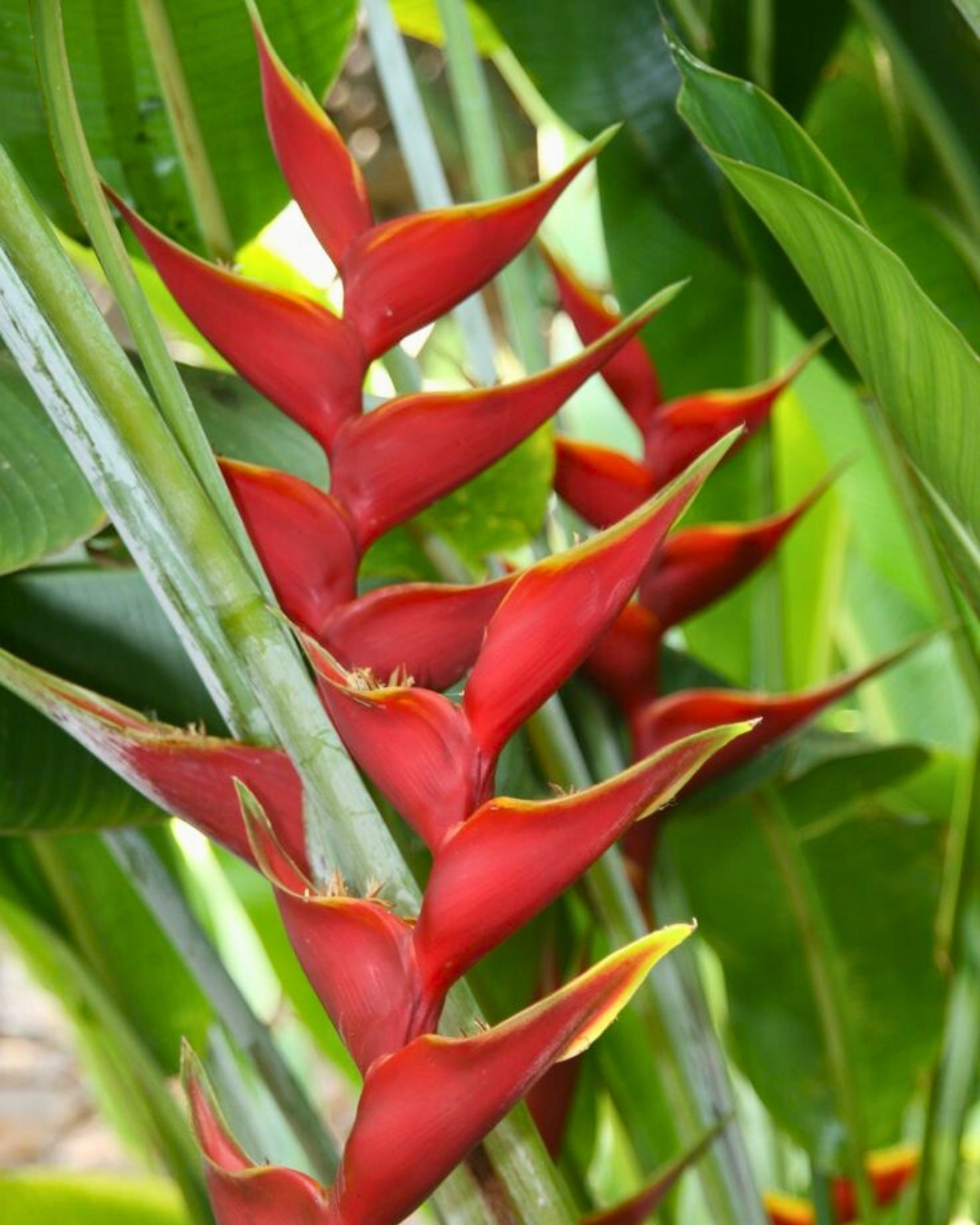 Helicônia bihai