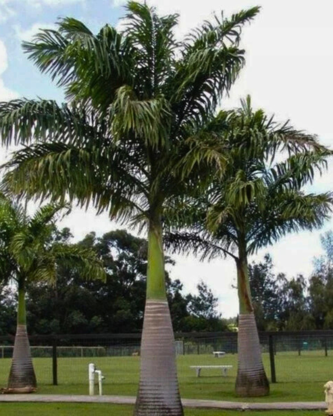Palmeira-imperial