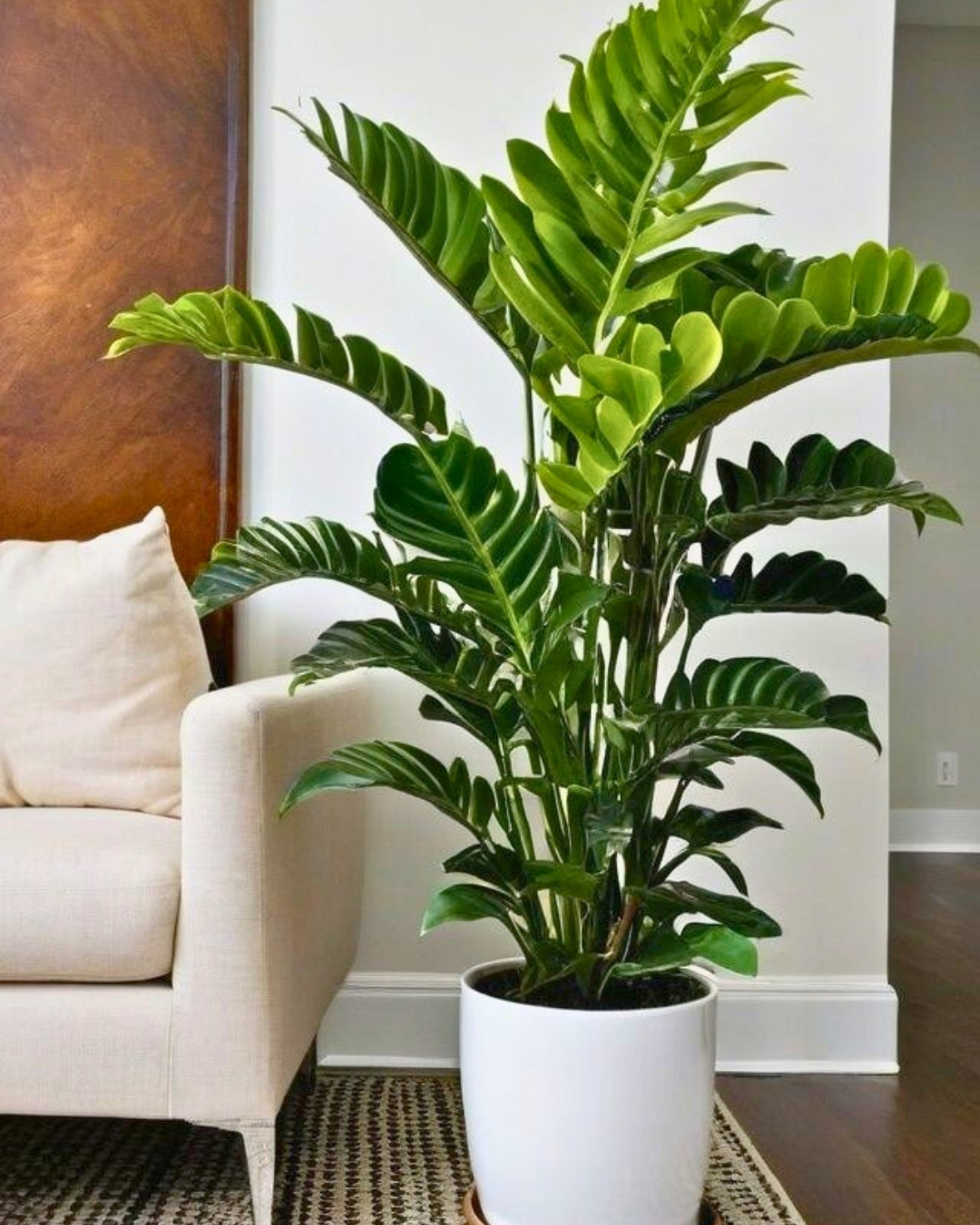 Zamioculcas