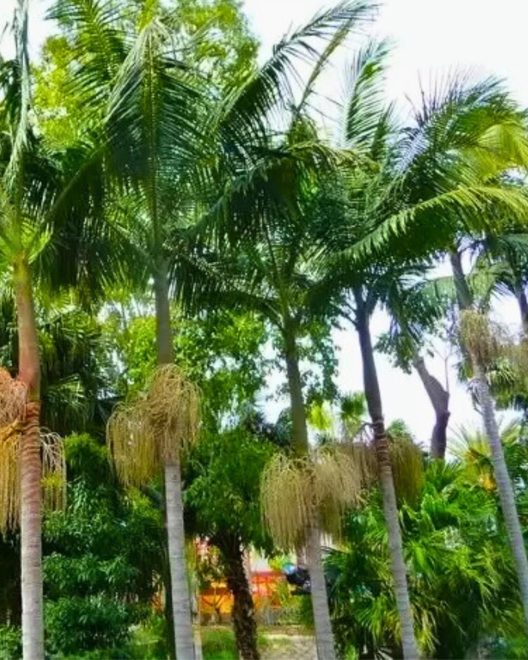 Palmeira Real - Australiana