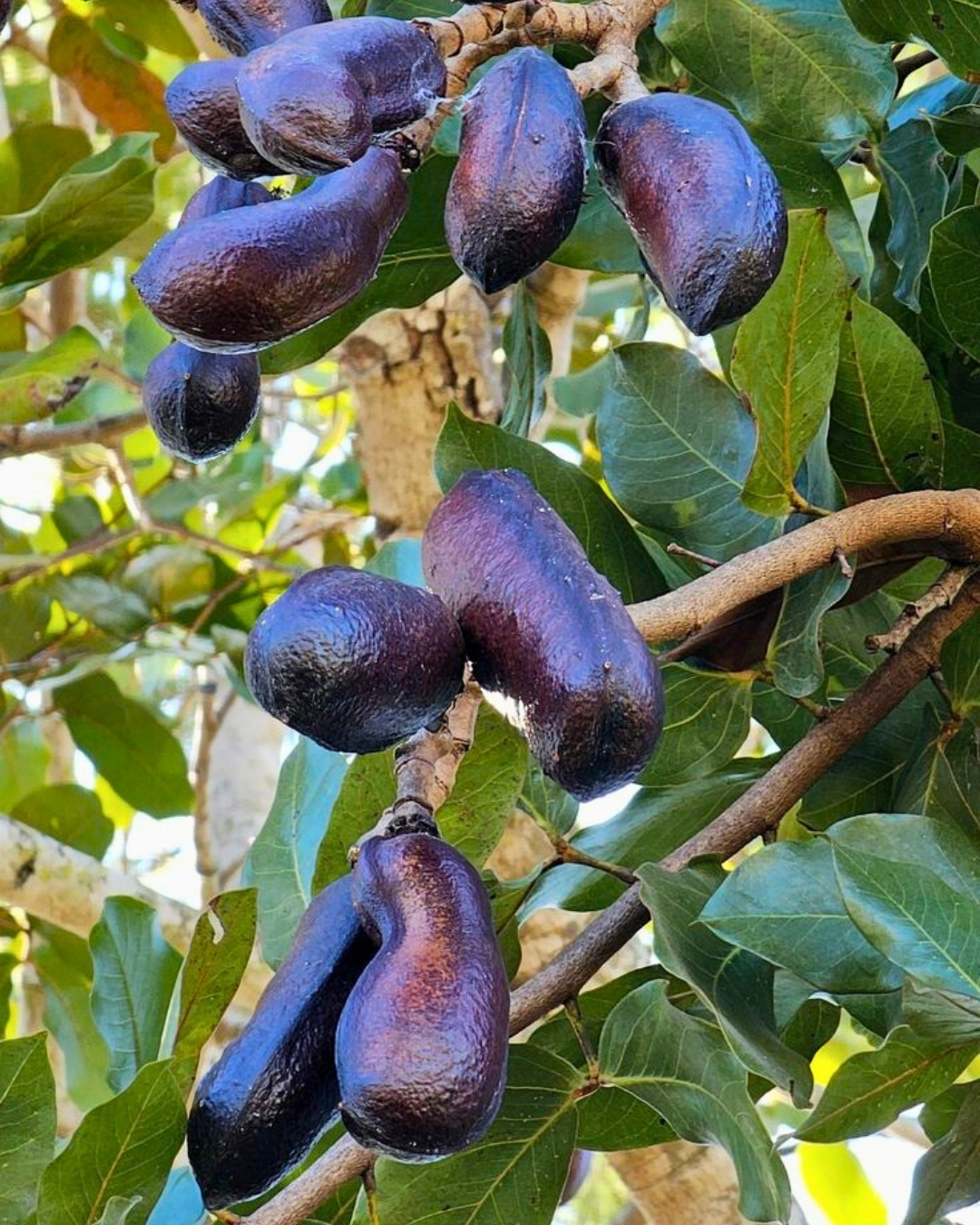 Jatobá