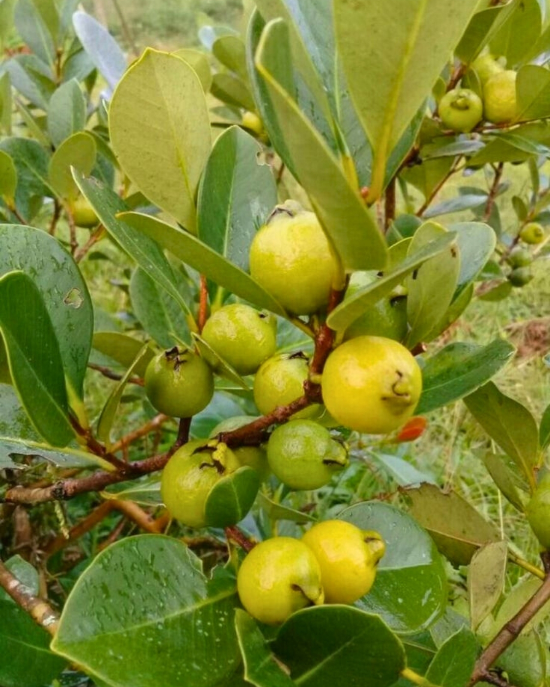 Araçá-amarelo