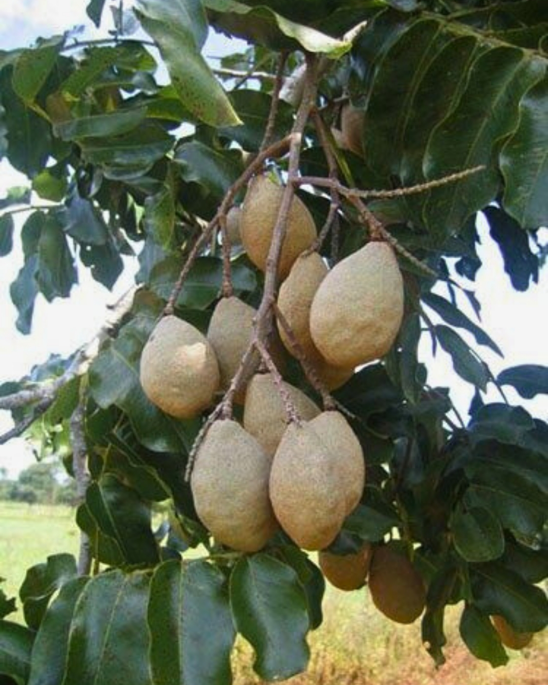 Jenipapo