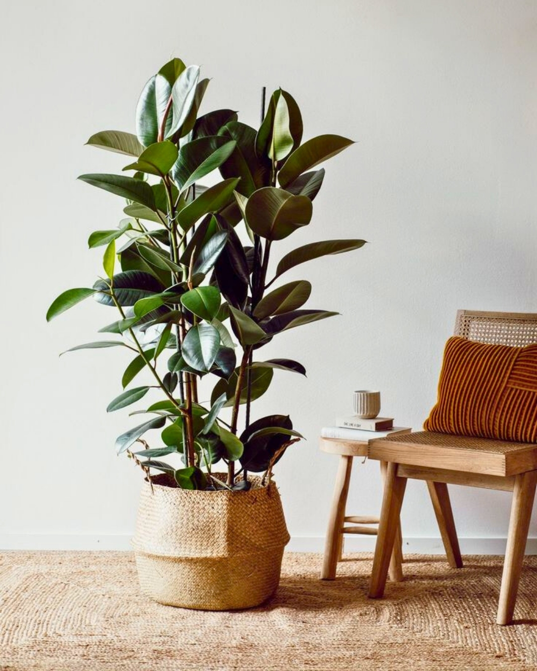 Ficus-elastica
