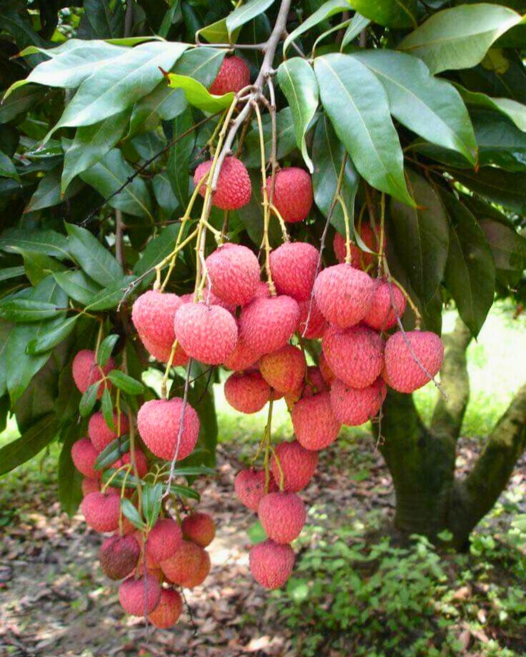 Lichia