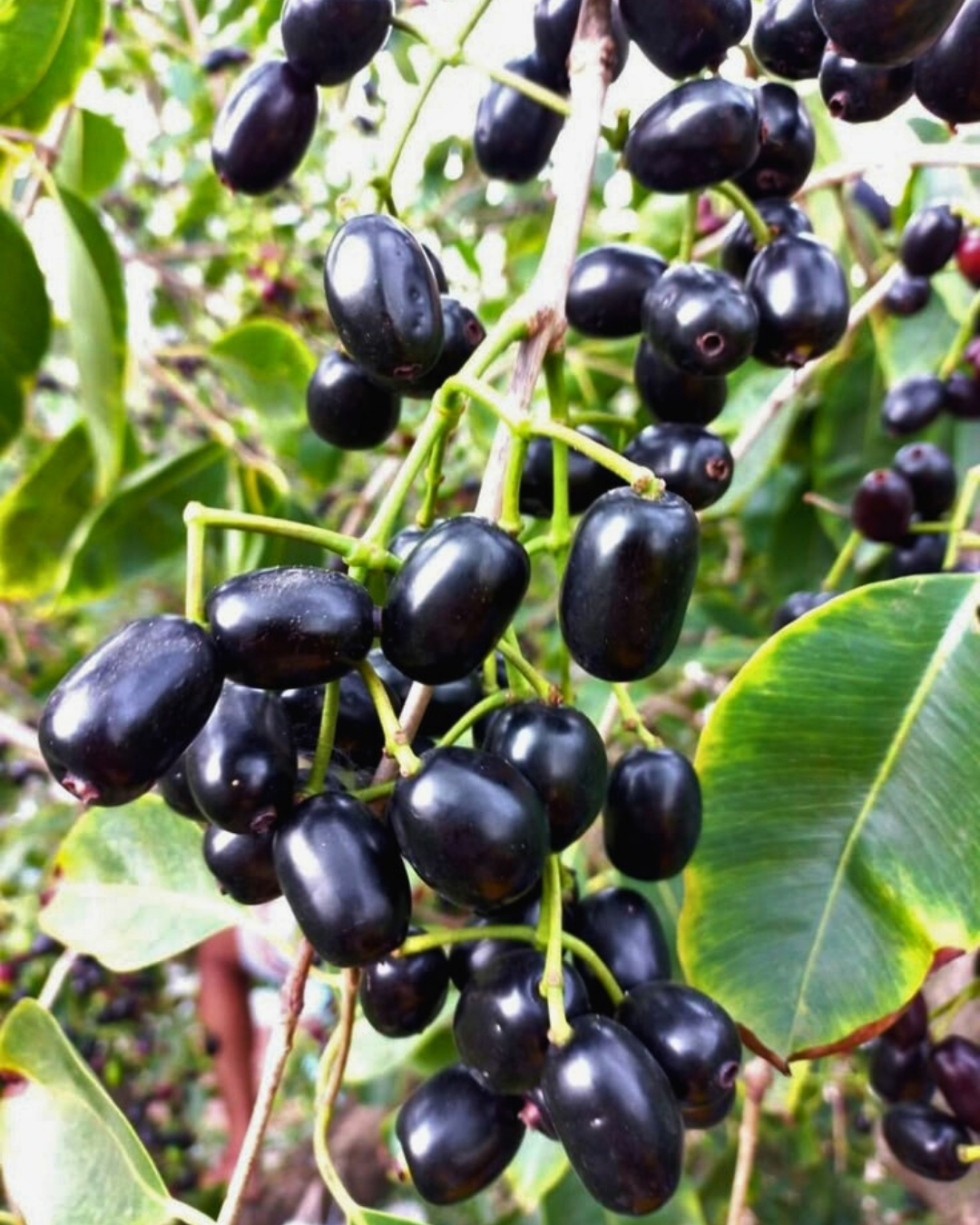 Jambolão