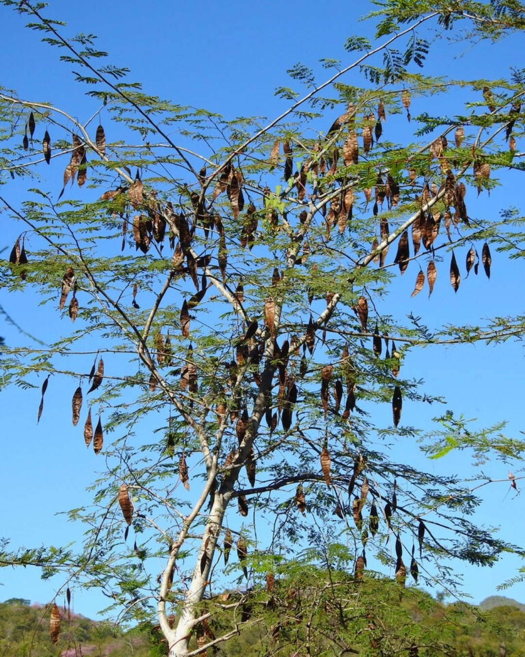 Dedaleiro