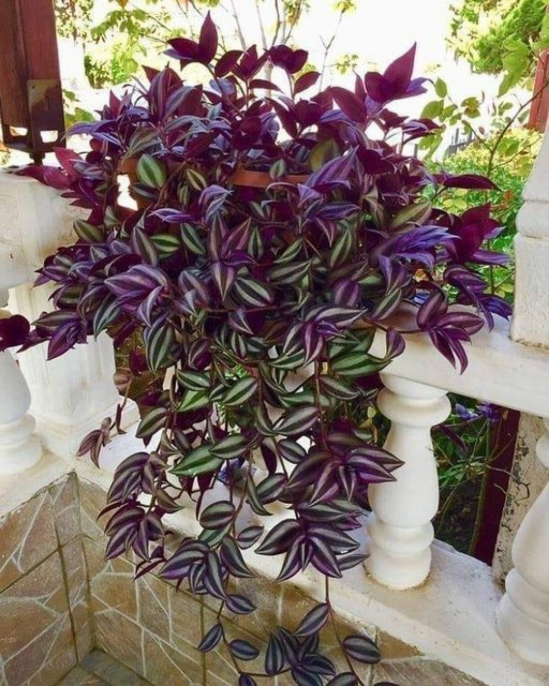 Lambari-roxo