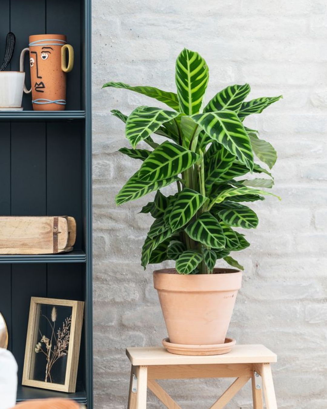 Maranta-zebrina