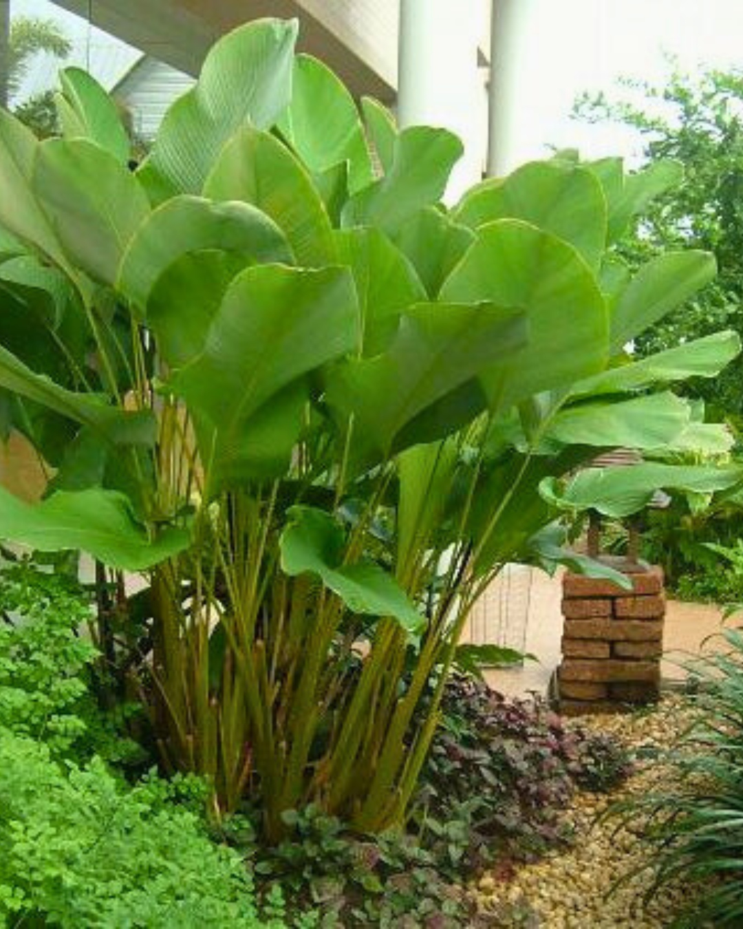 Maranta-charuto